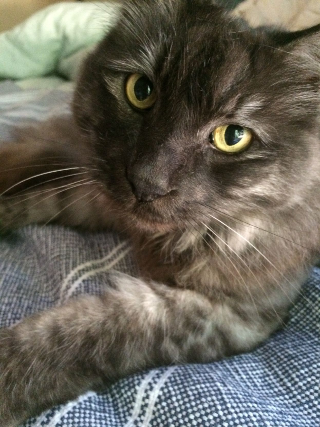 Henry